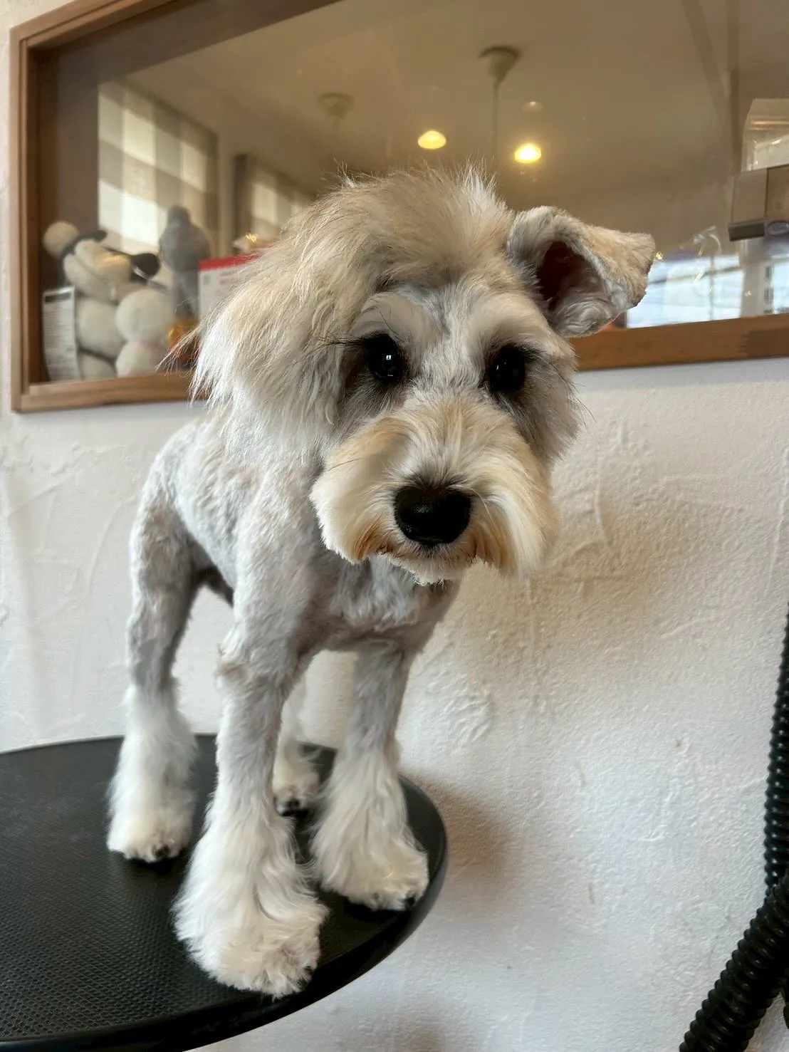 今日もラブリーなワンちゃんたちが大集合！🐶✨