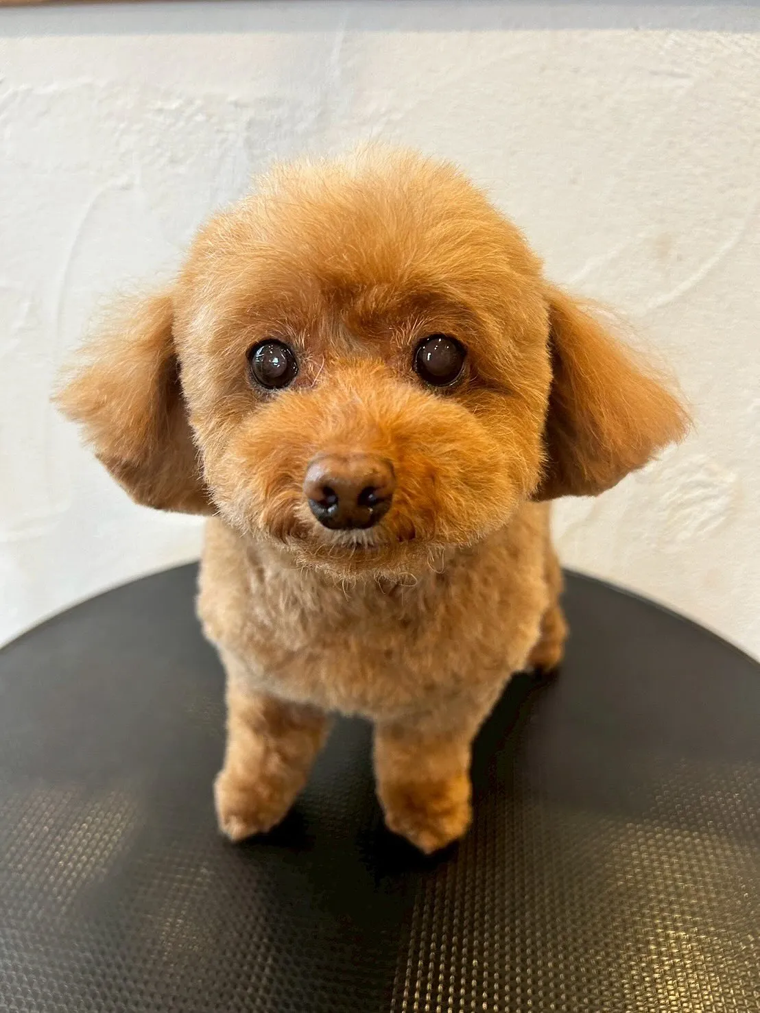 今日もラブリーなワンちゃんたちが大集合！🐶✨