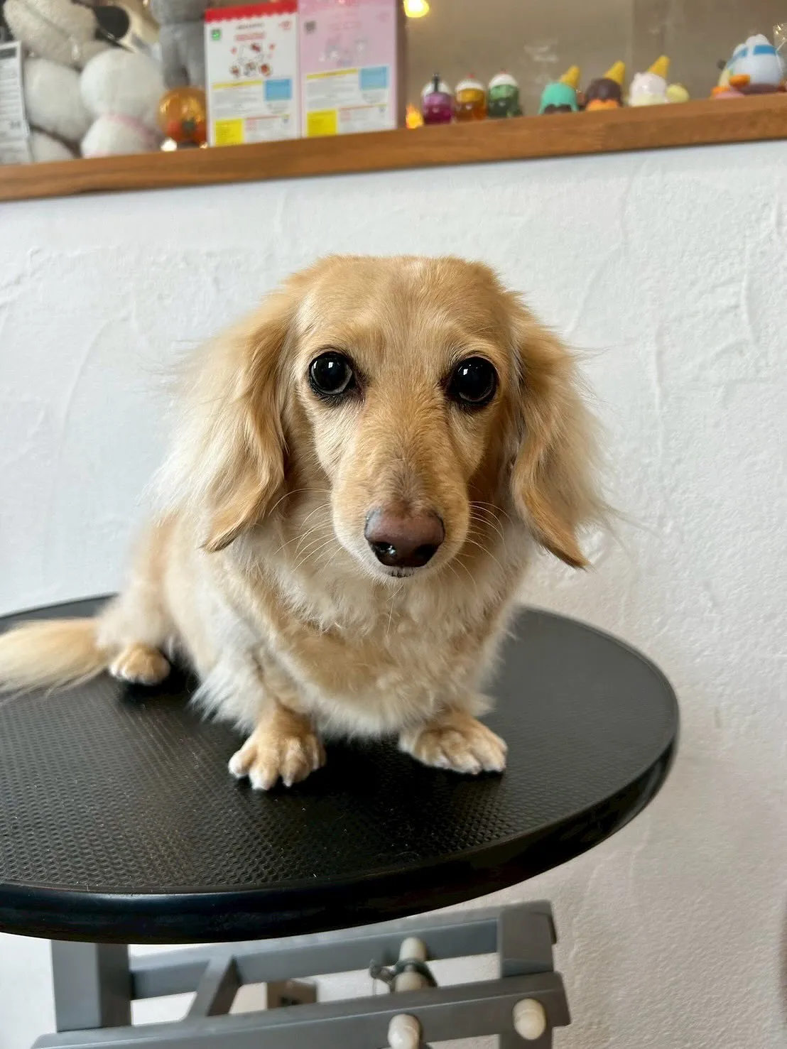 🌟本日もトリミングサロンには素敵なお客様たちがご来店🐾✨