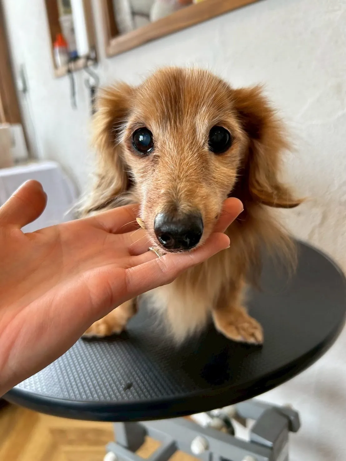 🌟本日もトリミングサロンには素敵なお客様たちがご来店🐾✨