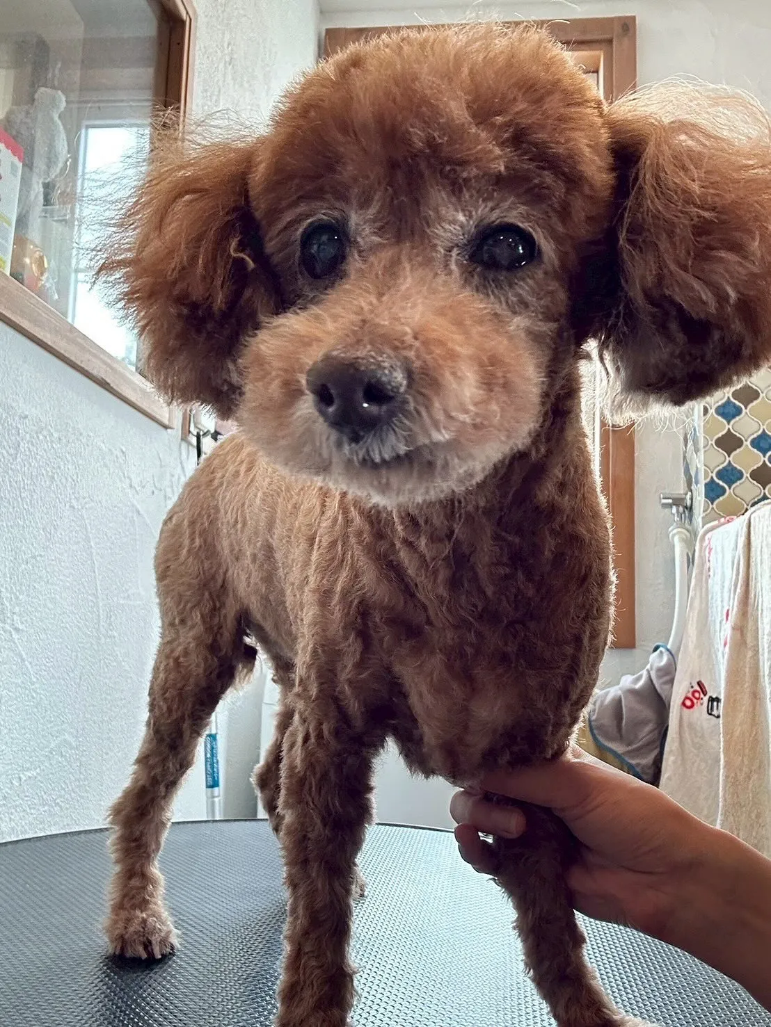 🌟本日もトリミングサロンには素敵なお客様たちがご来店🐾✨