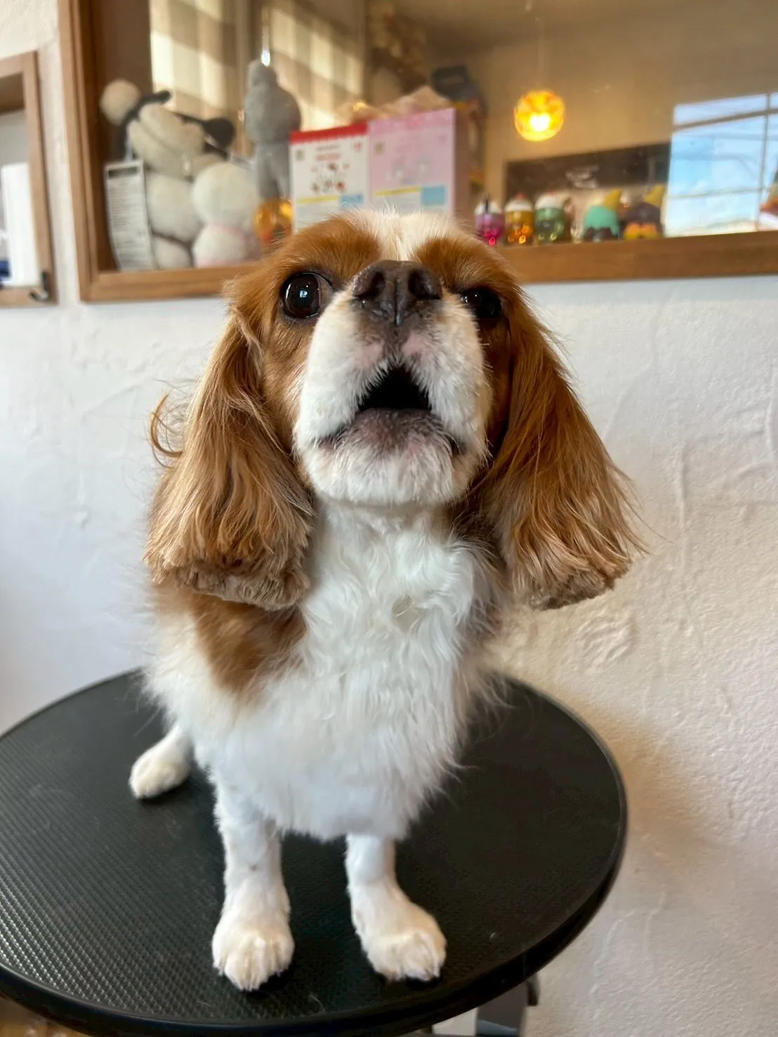 今日も素敵なわんこたちがたくさん遊びに来てくれました！🐾✨