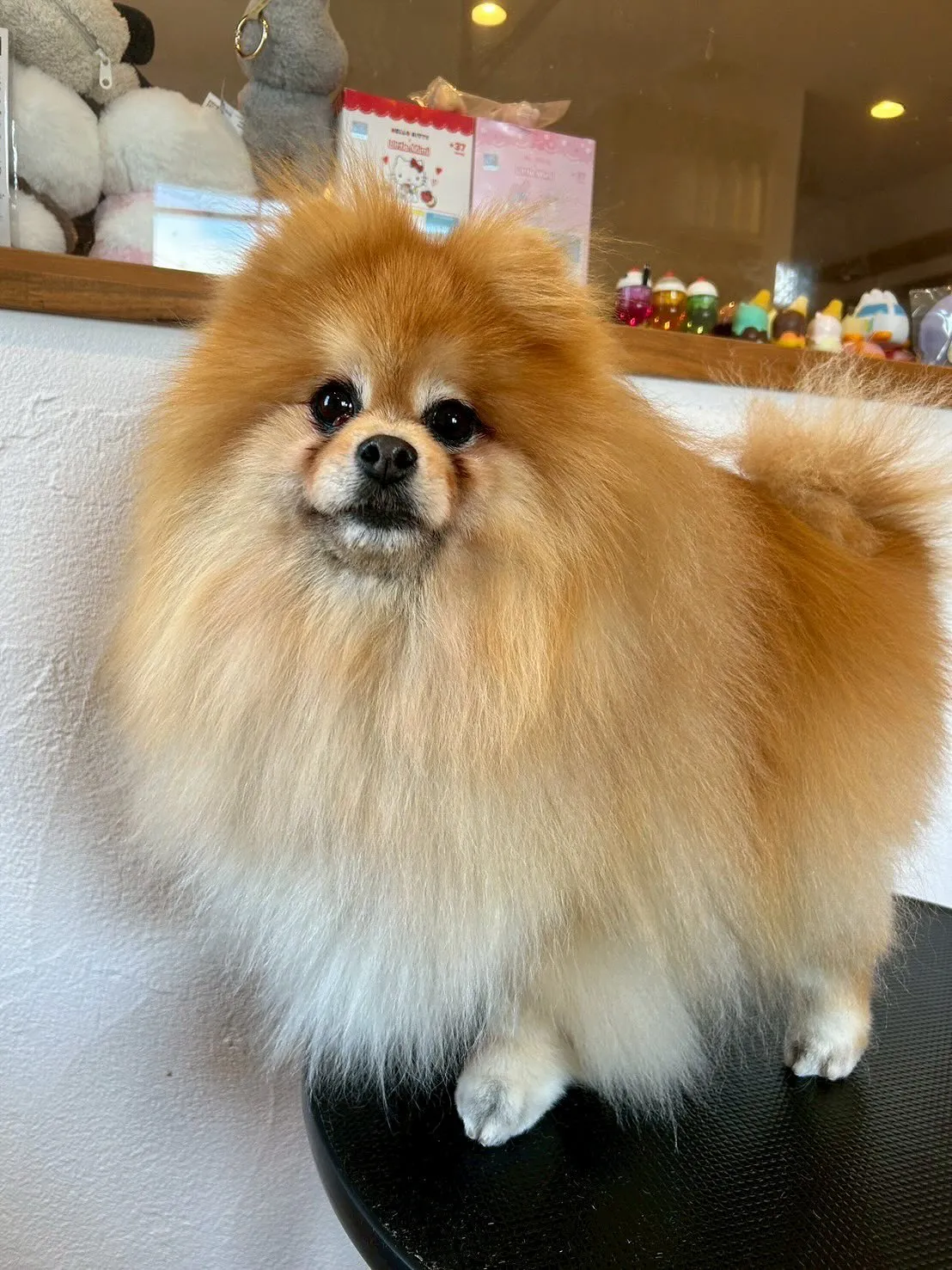 今日も素敵なわんこたちがたくさん遊びに来てくれました！🐾✨