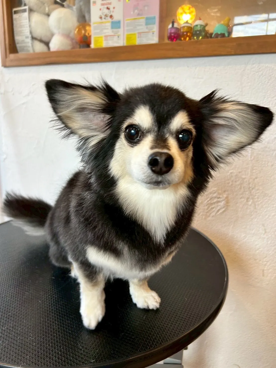 今日も素敵なわんこたちがたくさん遊びに来てくれました！🐾✨