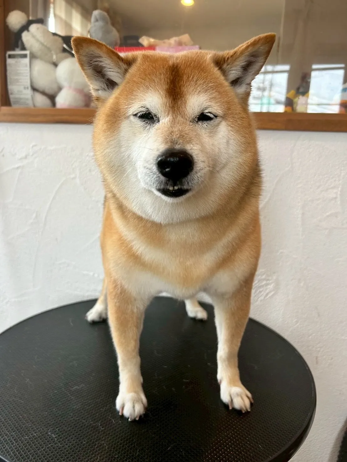 今日も、大好きなモフモフちゃんたちがたくさん遊びに来てくれま...