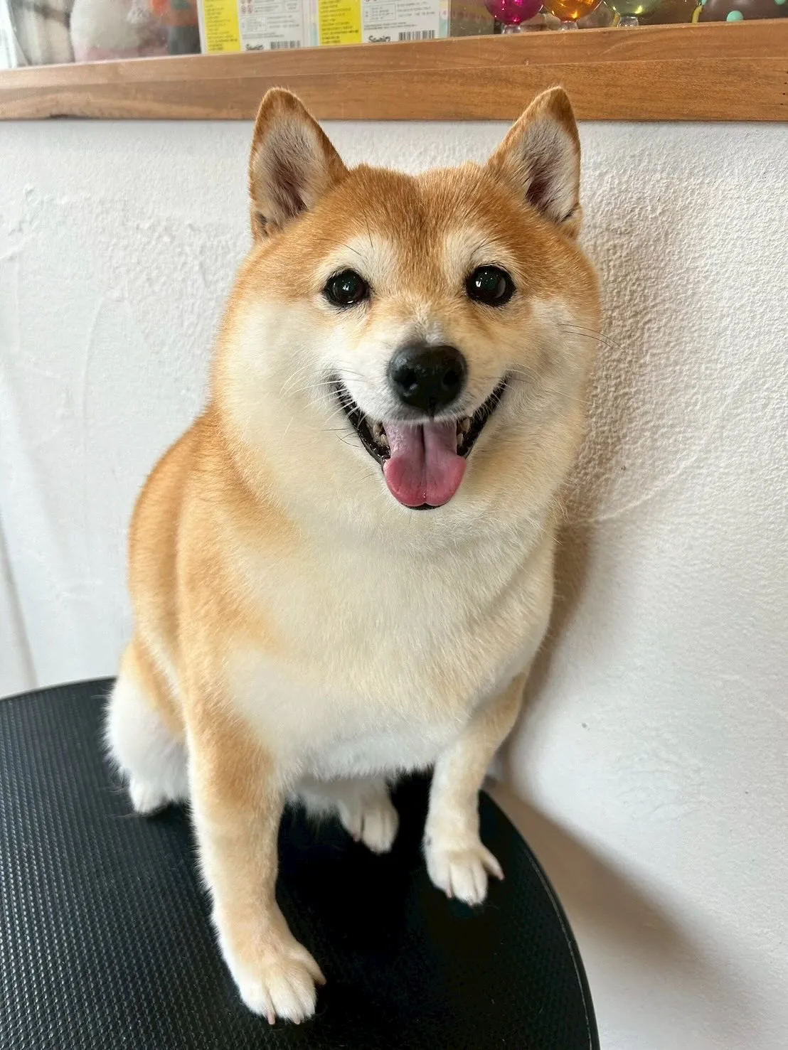 今日も、大好きなモフモフちゃんたちがたくさん遊びに来てくれま...