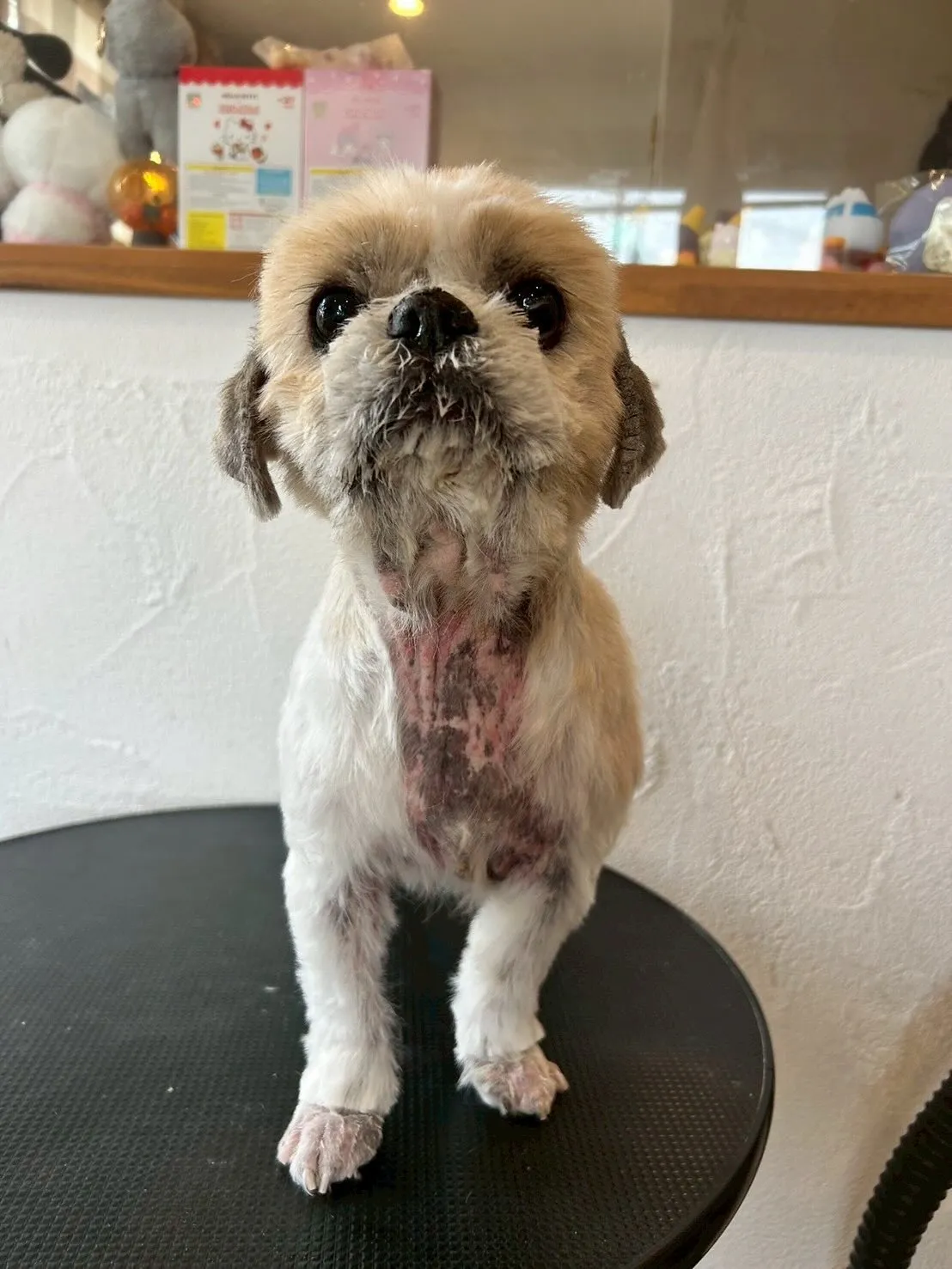 今日も、大好きなモフモフちゃんたちがたくさん遊びに来てくれま...