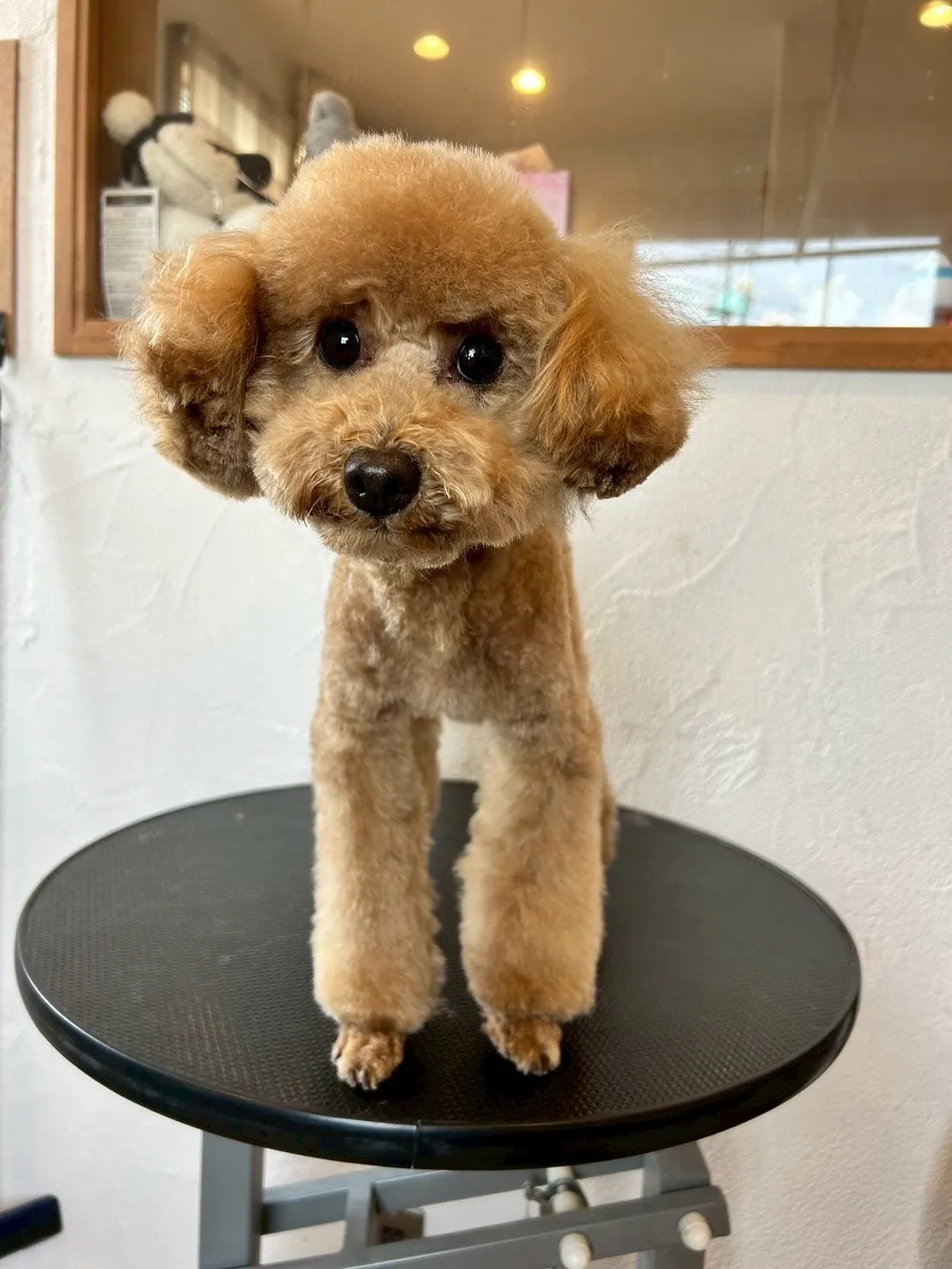 今日も、大好きなモフモフちゃんたちがたくさん遊びに来てくれま...