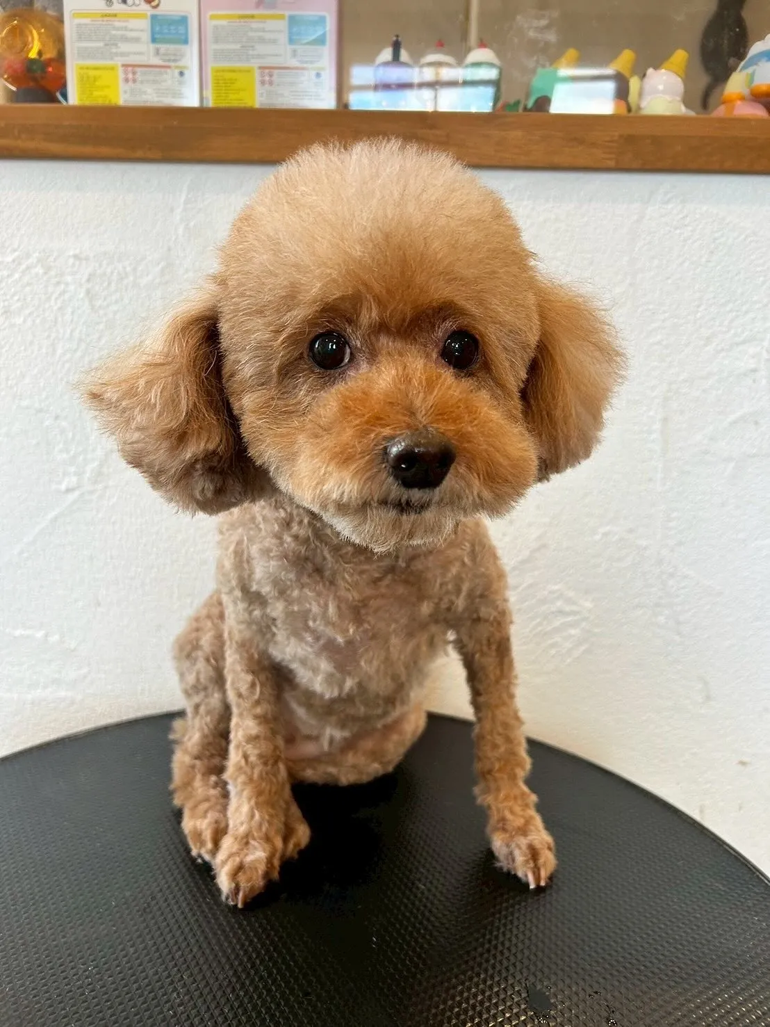 今日もトリミングサロンに可愛いお友達がたくさん遊びに来てくれ...