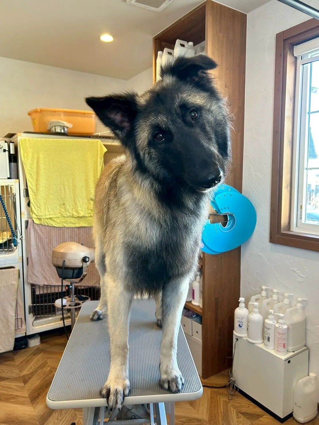 今日もトリミングサロンに可愛いお友達がたくさん遊びに来てくれ...