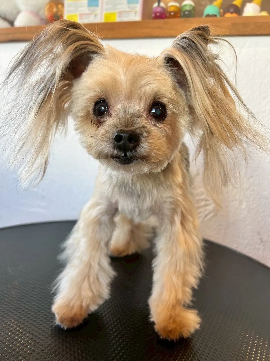 今日もトリミングサロンに可愛いお友達がたくさん遊びに来てくれ...