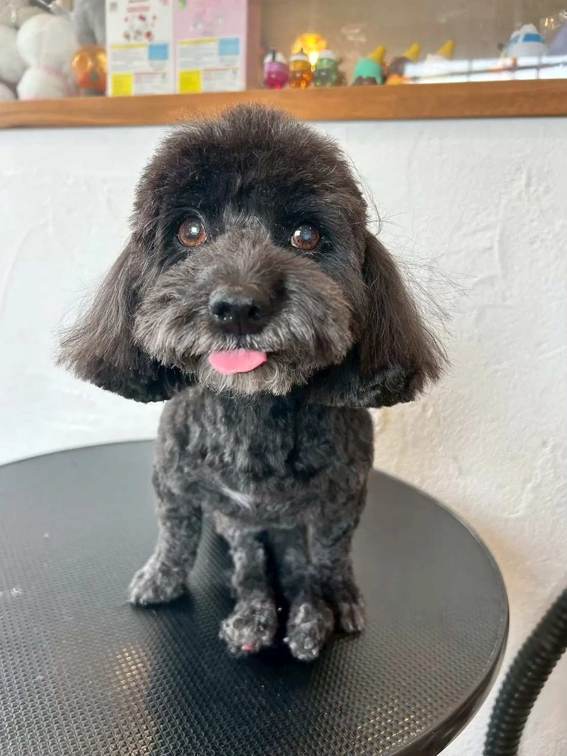 今日もたくさんのワンちゃんが遊びに来てくれました!🐶✨