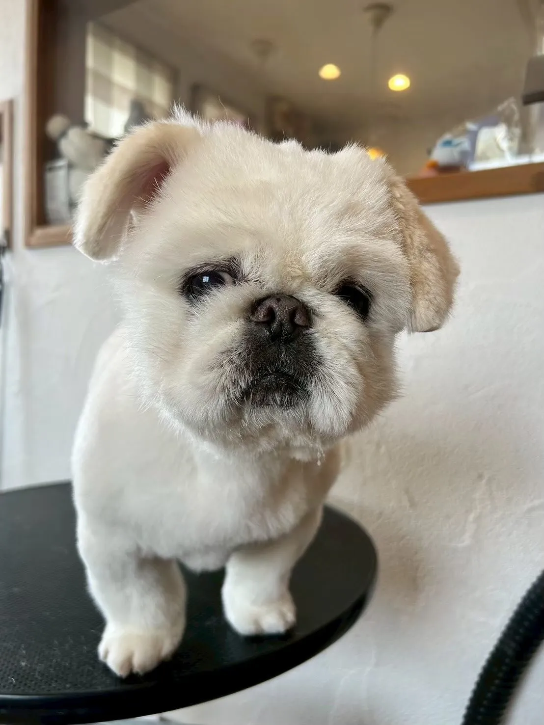 今日もたくさんのワンちゃんが遊びに来てくれました!🐶✨