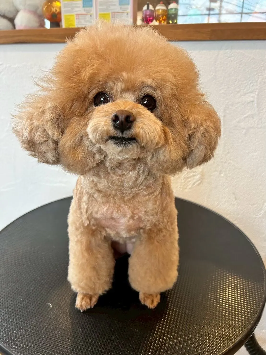 今日もたくさんのワンちゃんが遊びに来てくれました!🐶✨