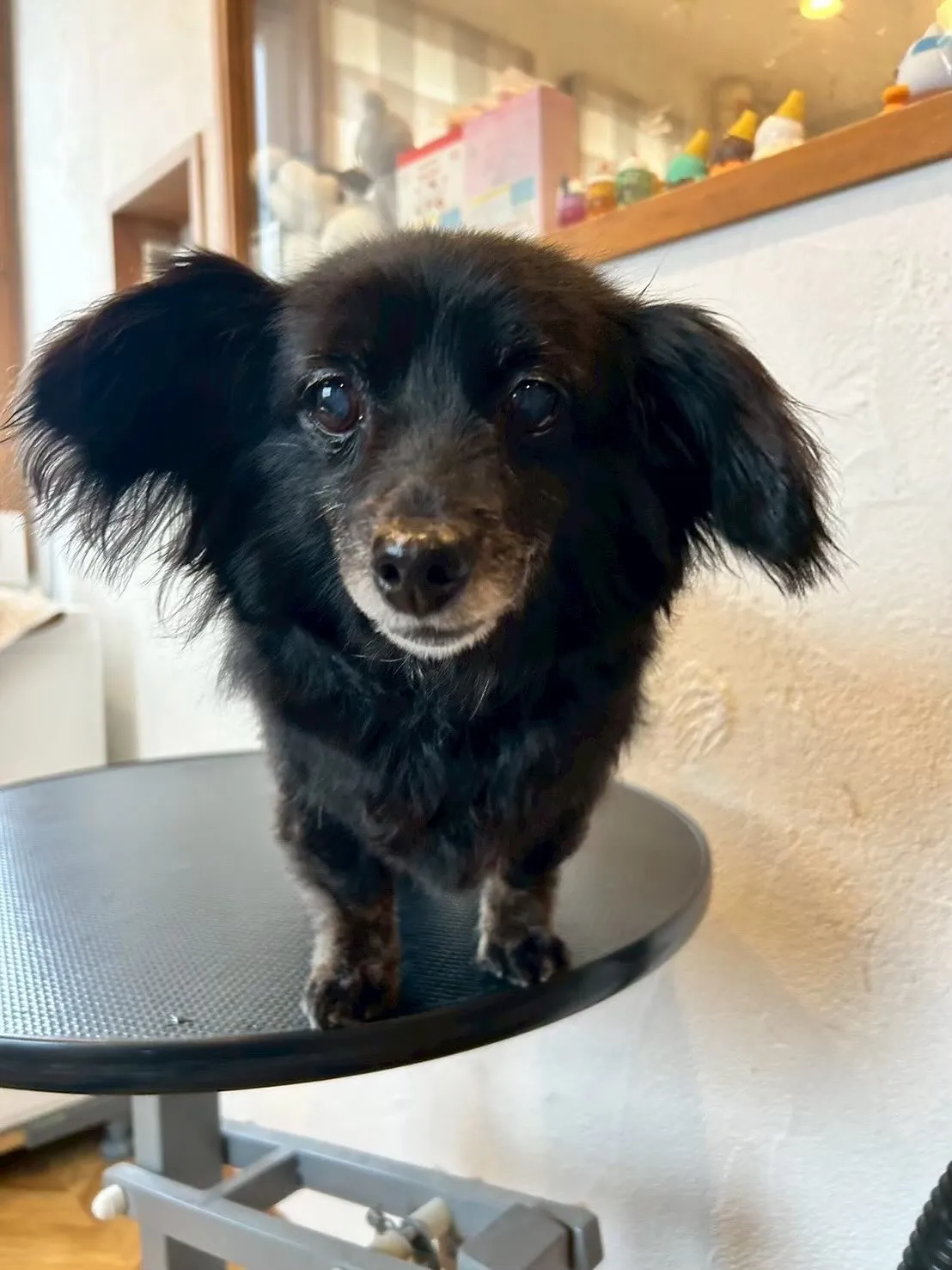 今日もたくさんのワンちゃんが遊びに来てくれました!🐶✨