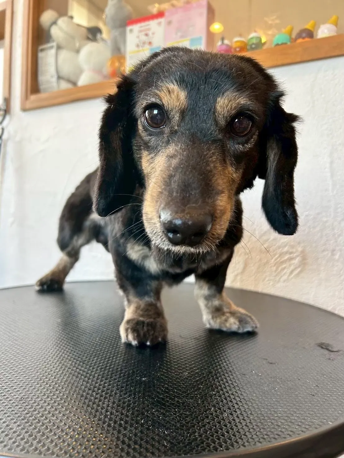 今日も楽しいワンちゃんデイでした🐶✨