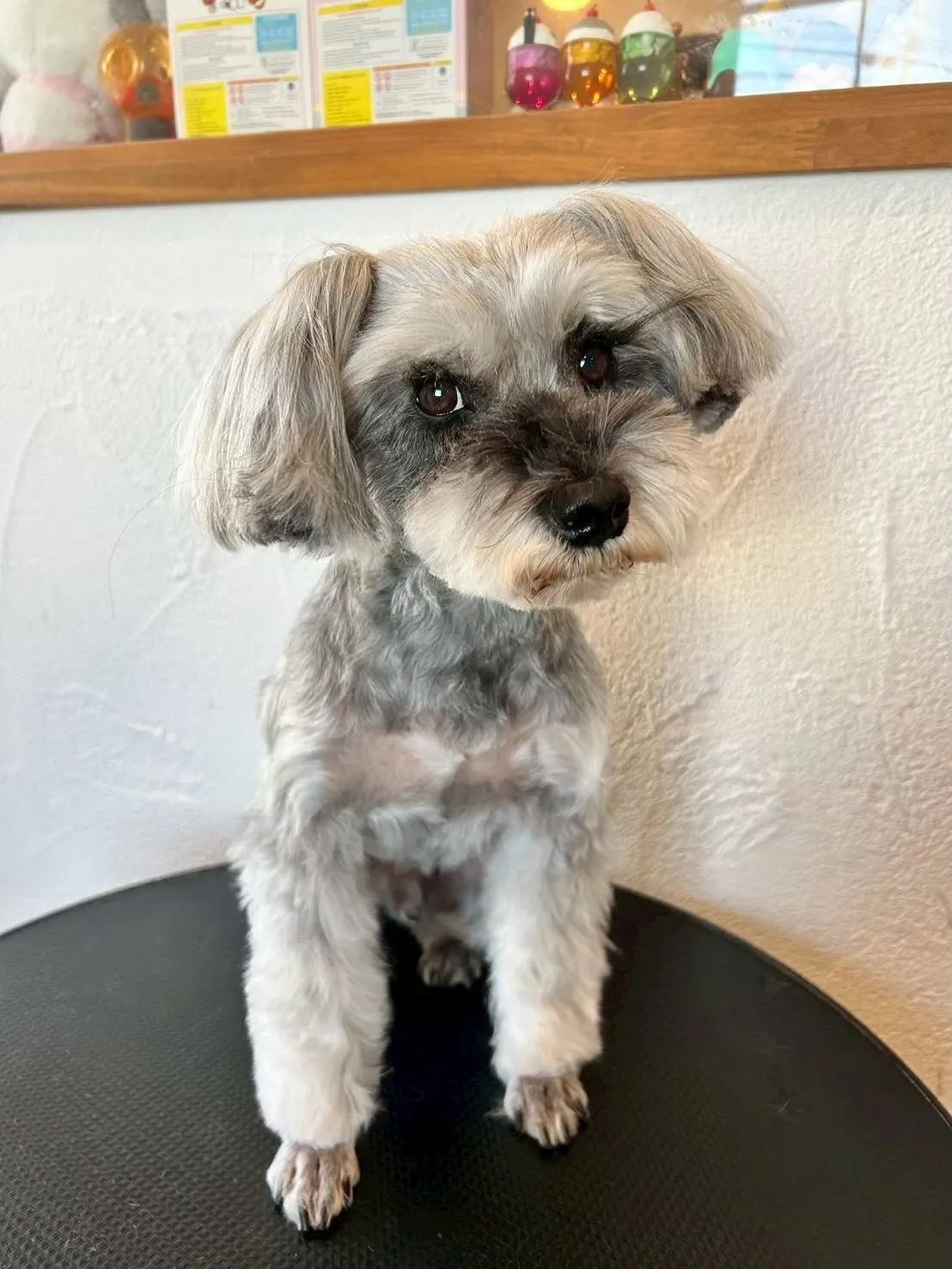 今日も楽しいワンちゃんデイでした🐶✨