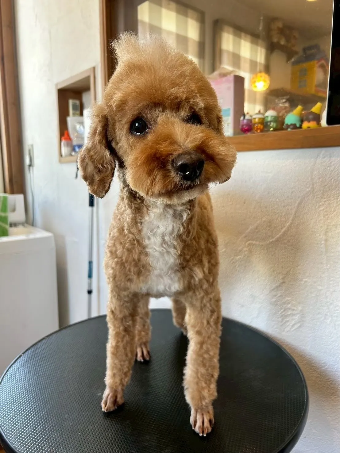 🐶✂️今日もたくさんのかわいいお客様が遊びに来てくれましたよ...