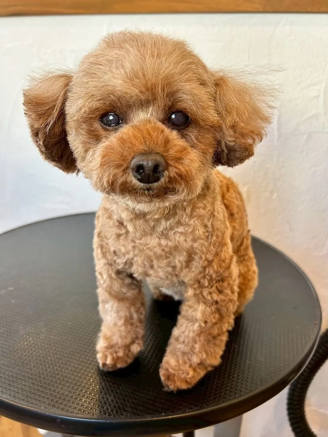 🐶✂️今日もたくさんのかわいいお客様が遊びに来てくれましたよ...