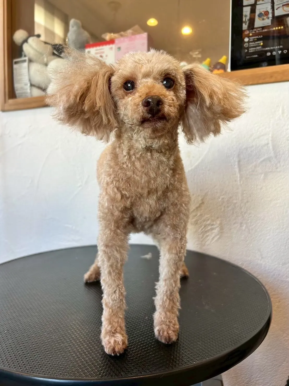 🐶✂️今日もたくさんのかわいいお客様が遊びに来てくれましたよ...