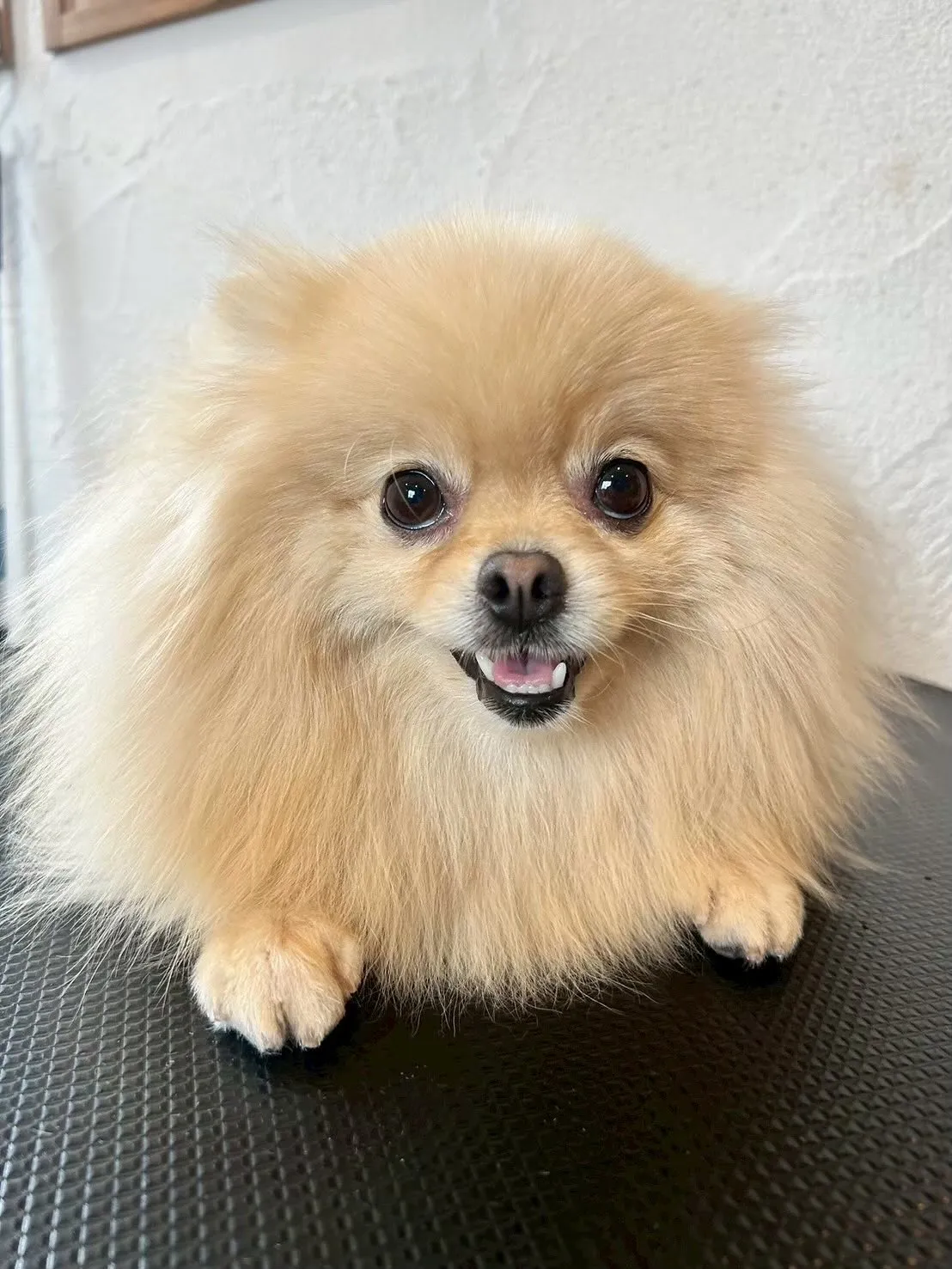 🐾 今日もたくさんのワンちゃんたちが遊びに来てくれました！