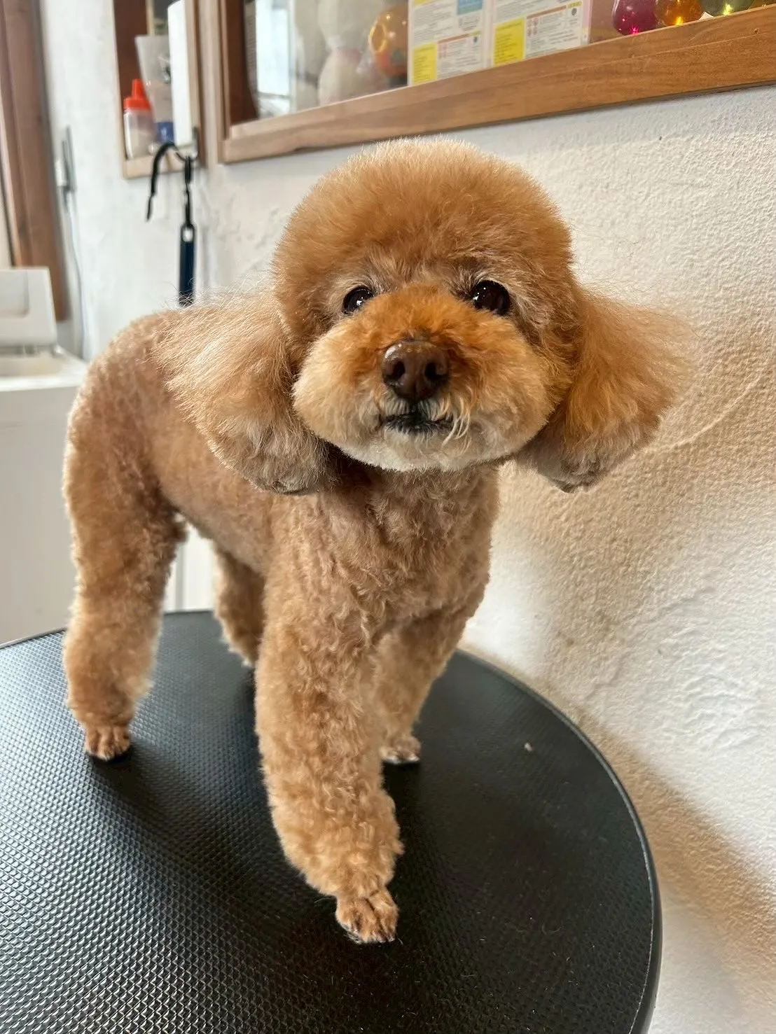 🐾 今日もたくさんのワンちゃんたちが遊びに来てくれました!