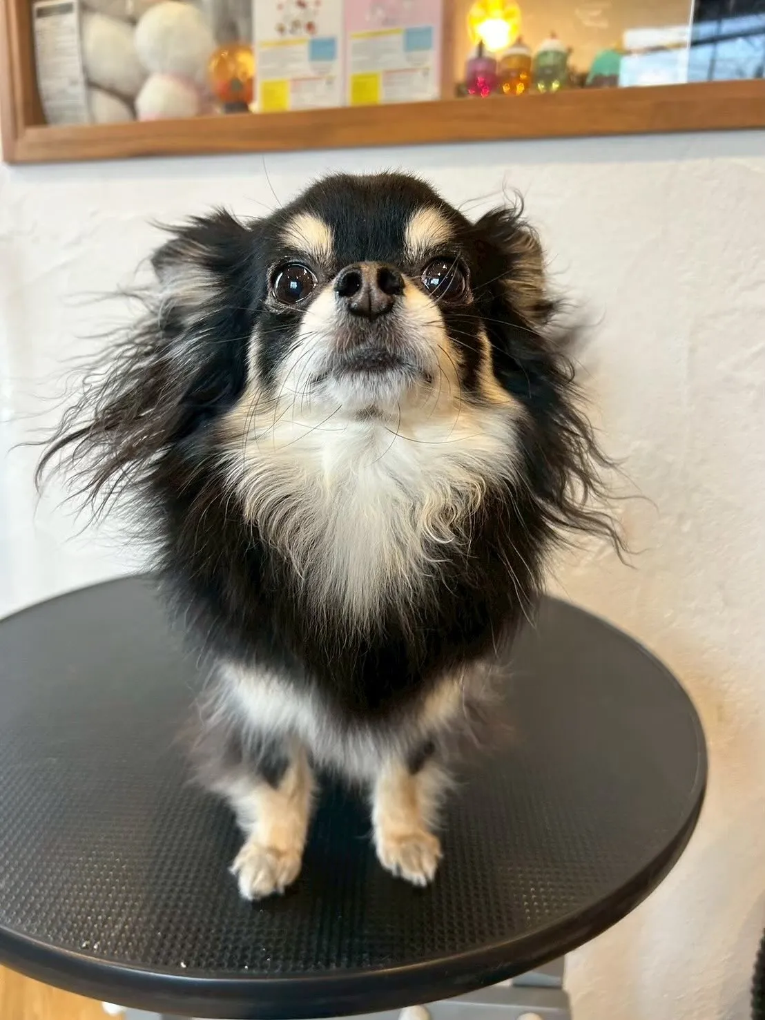 🐾 今日もたくさんのワンちゃんたちが遊びに来てくれました!