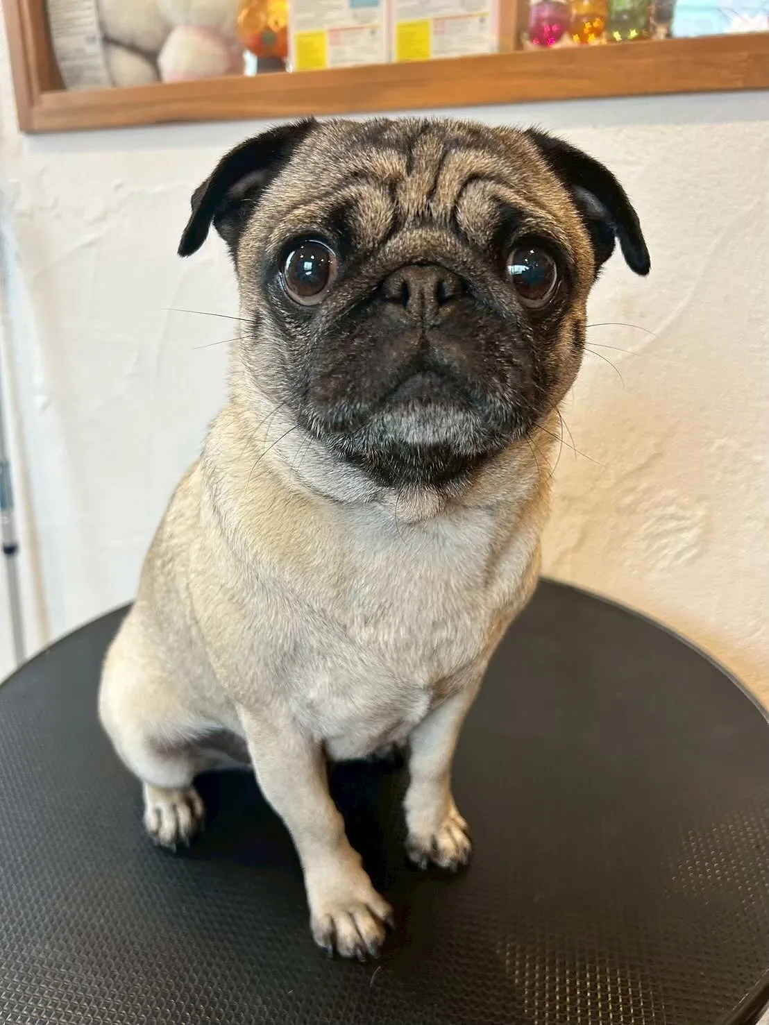 🐾 今日もたくさんのワンちゃんたちが遊びに来てくれました!