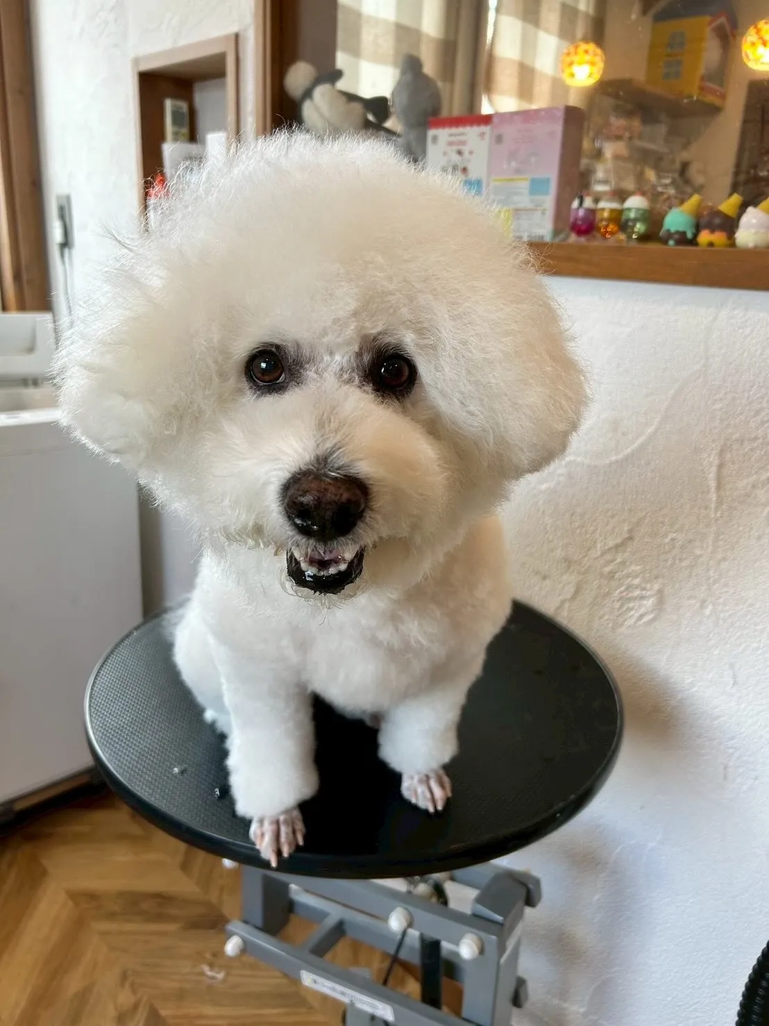 今日もたくさんのワンちゃんたちが遊びに来てくれましたよ〜！🐾...