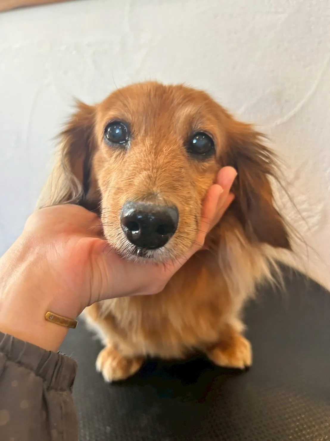 今日もたくさんのワンちゃんたちが遊びに来てくれましたよ〜!🐾...