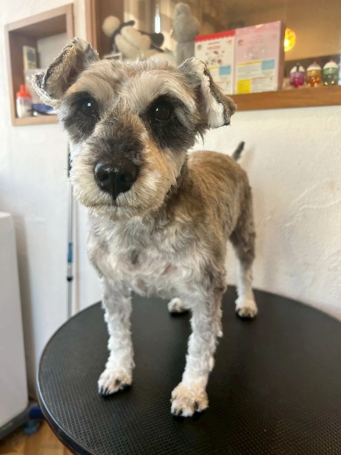 今日もトリミングサロンにたくさんのお友達が遊びに来てくれまし...