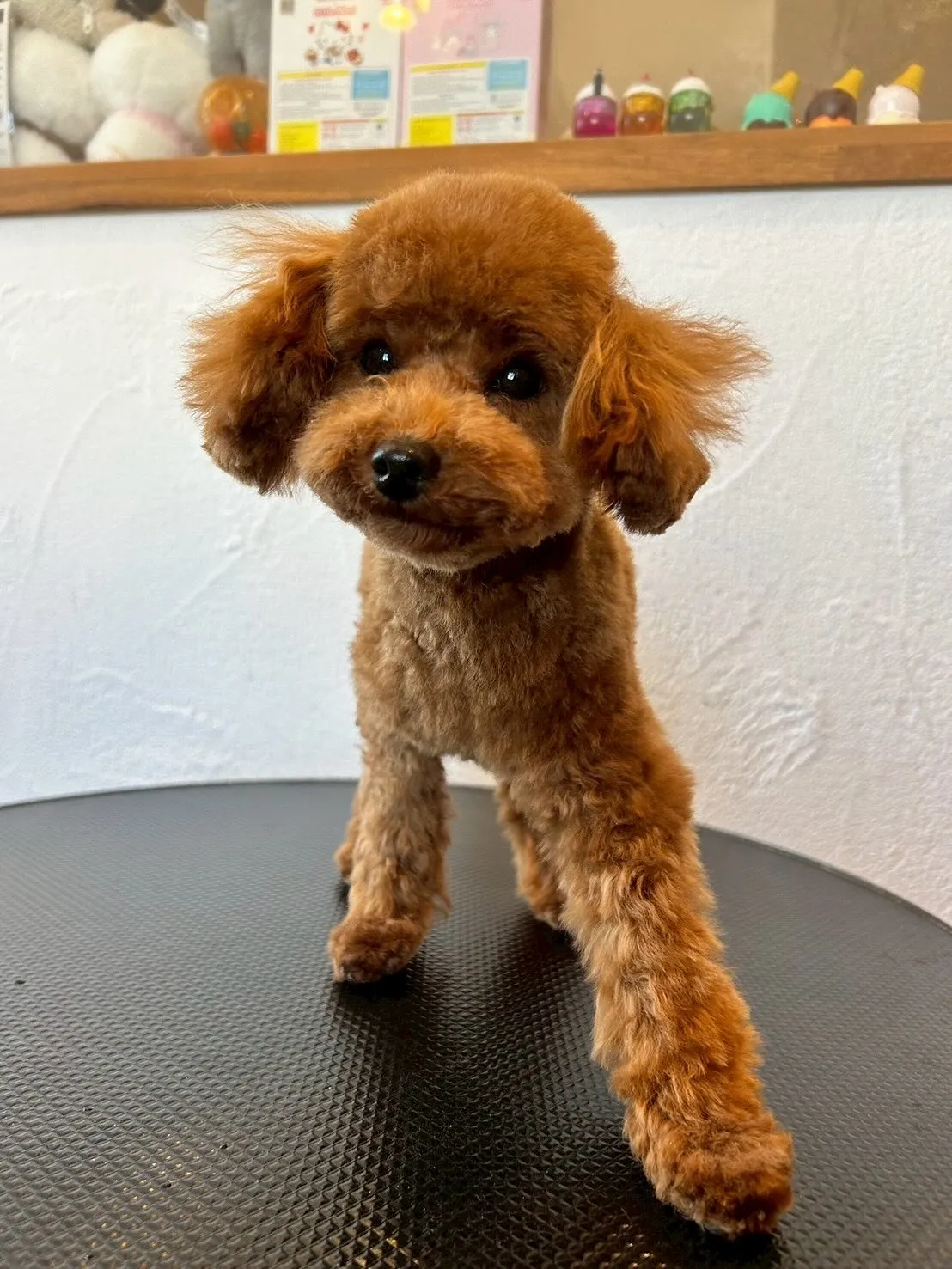 今日もトリミングサロンには、最高のワンちゃんたちが遊びに来て...