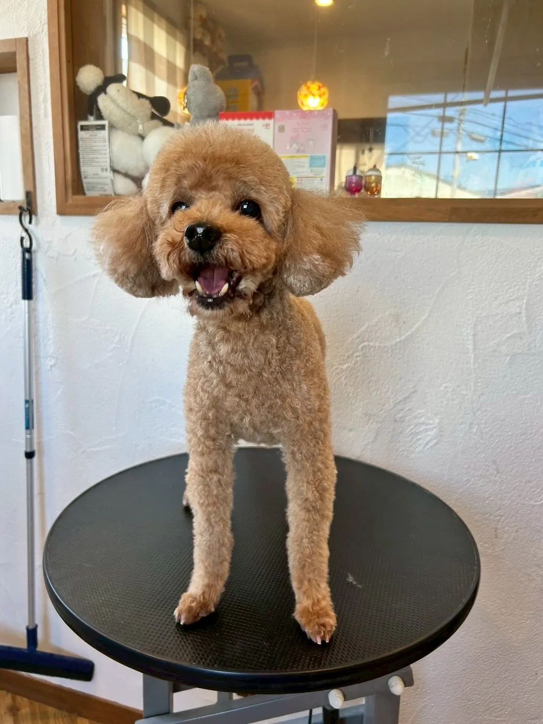 今日もトリミングサロンには、最高のワンちゃんたちが遊びに来て...