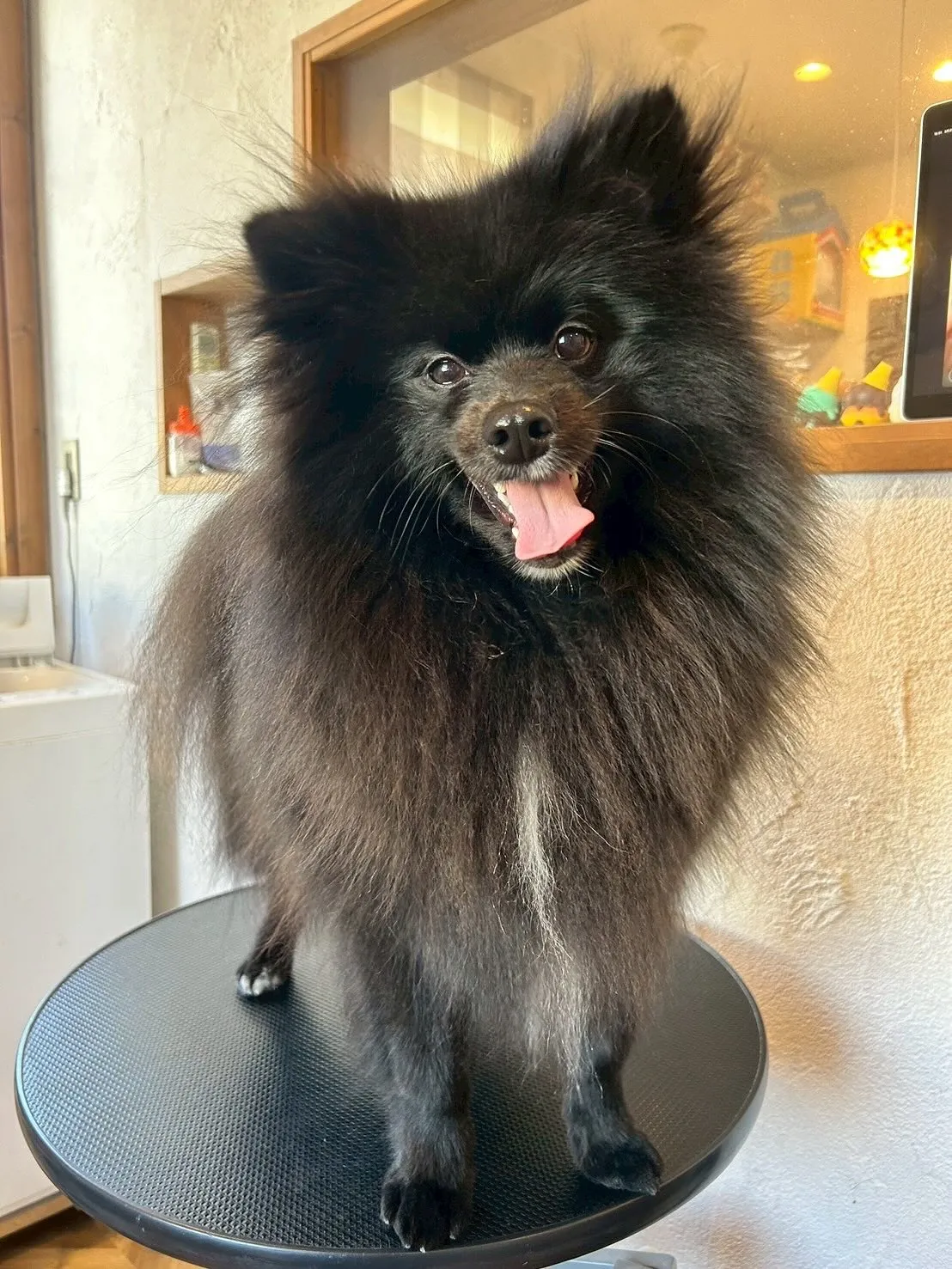 今日もトリミングサロンには、最高のワンちゃんたちが遊びに来て...