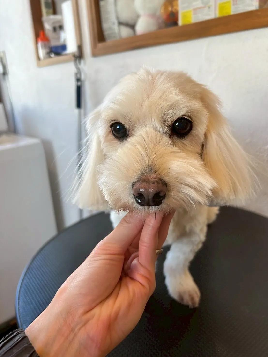 今日もトリミングサロンには、最高のワンちゃんたちが遊びに来て...