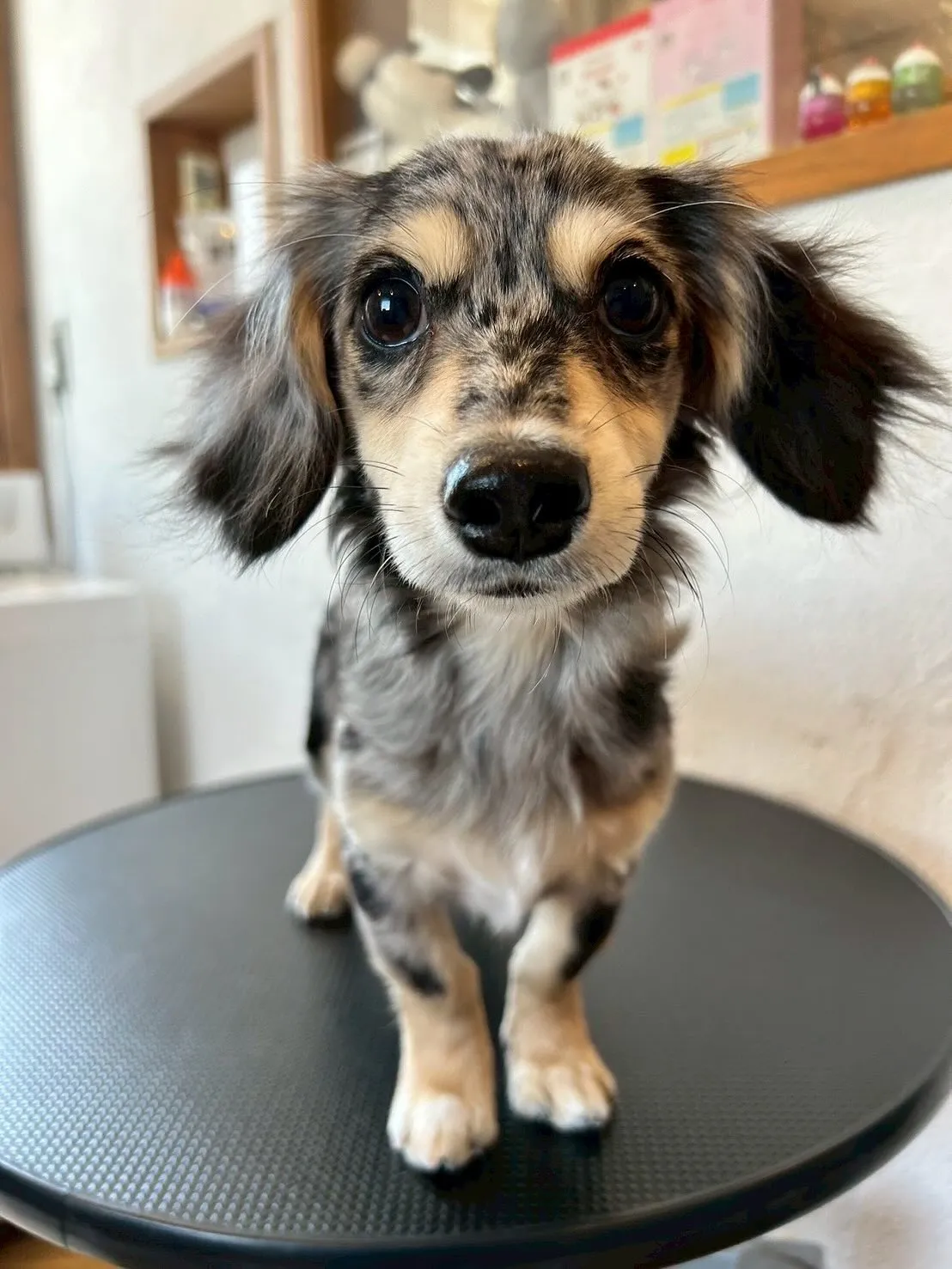 今日はブレスハウスのかわいい仲間たちが大集合!🎉