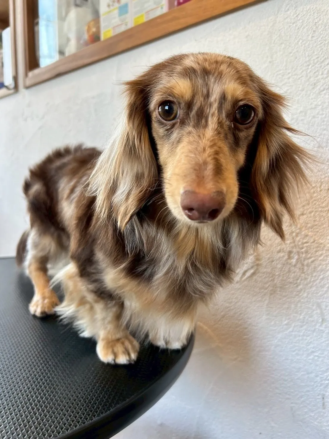 今日はブレスハウスのかわいい仲間たちが大集合!🎉