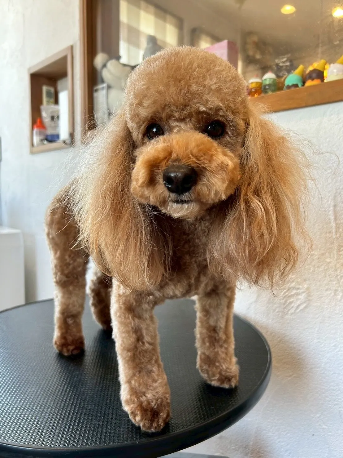 今日はブレスハウスのかわいい仲間たちが大集合!🎉