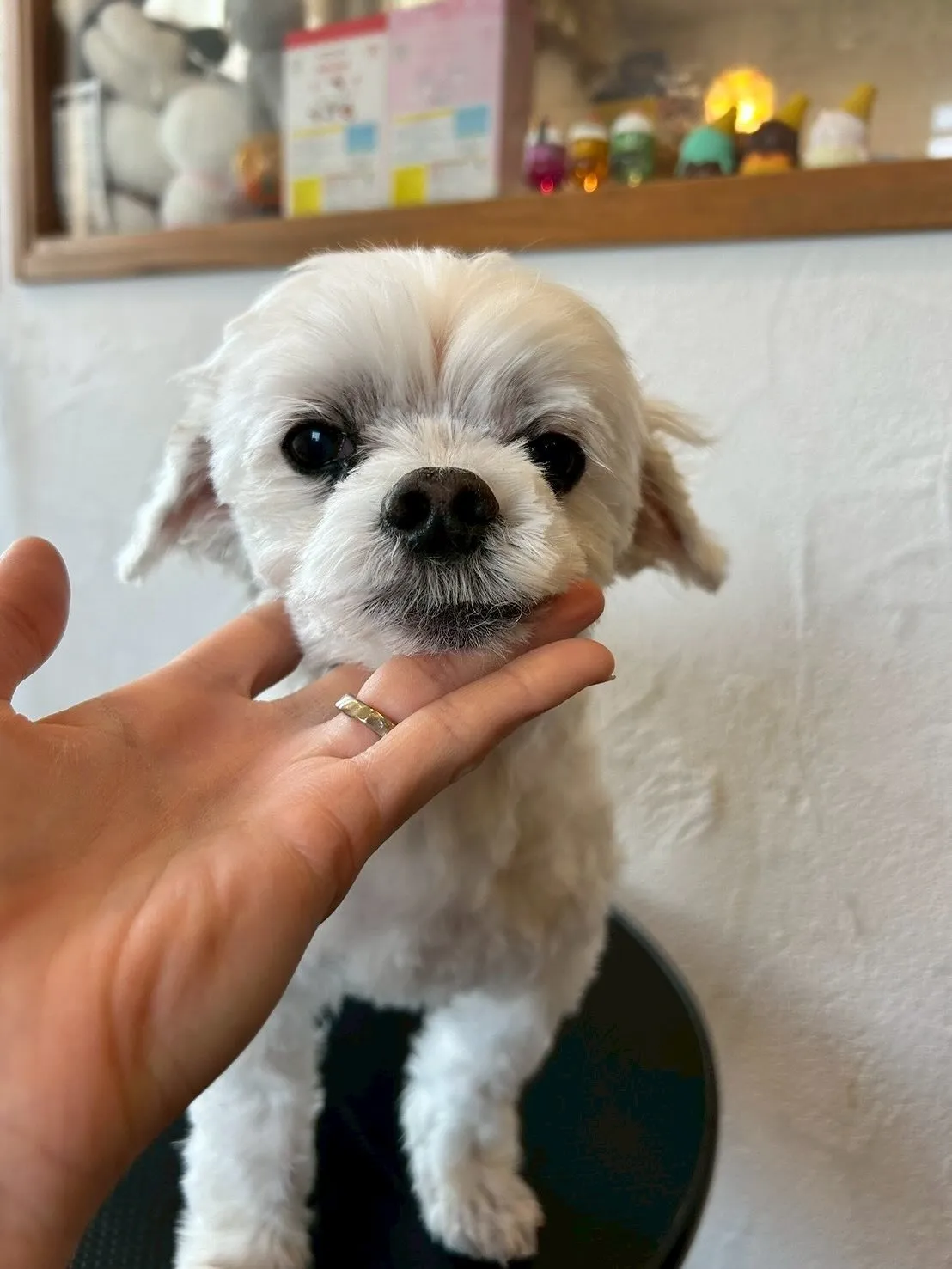 🌟 今日もトリミングサロンは愛らしいお客様でいっぱい！