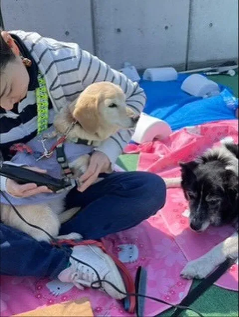 🌟 今日もトリミングサロンは愛らしいお客様でいっぱい!