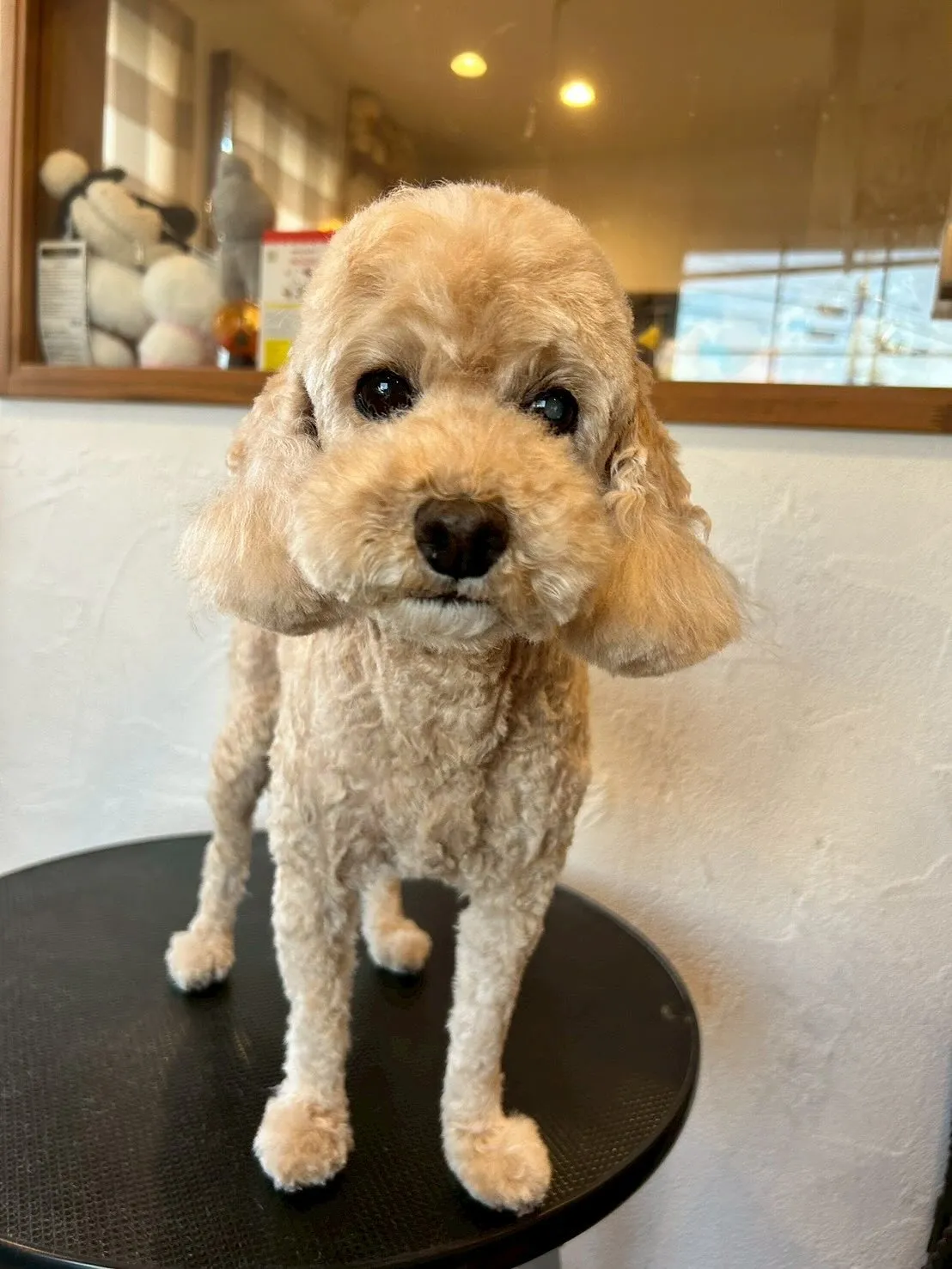 🌟 今日もトリミングサロンは愛らしいお客様でいっぱい!