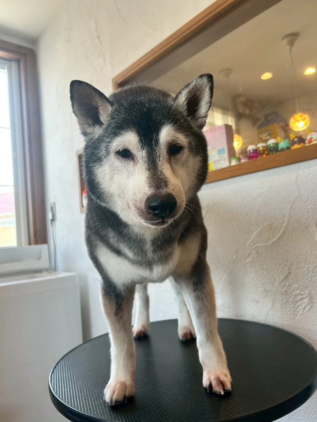 今日もたくさんのわんちゃんが遊びに来てくれました🐾✨ 