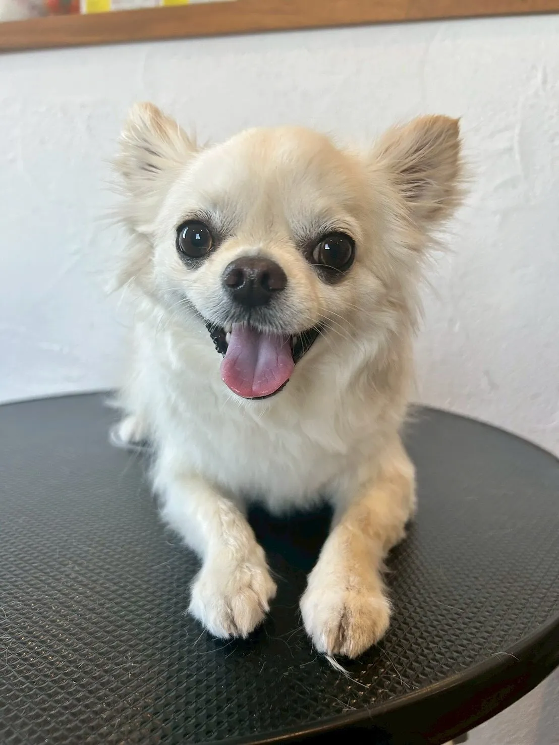 今日もたくさんのわんちゃんが遊びに来てくれました🐾✨ 