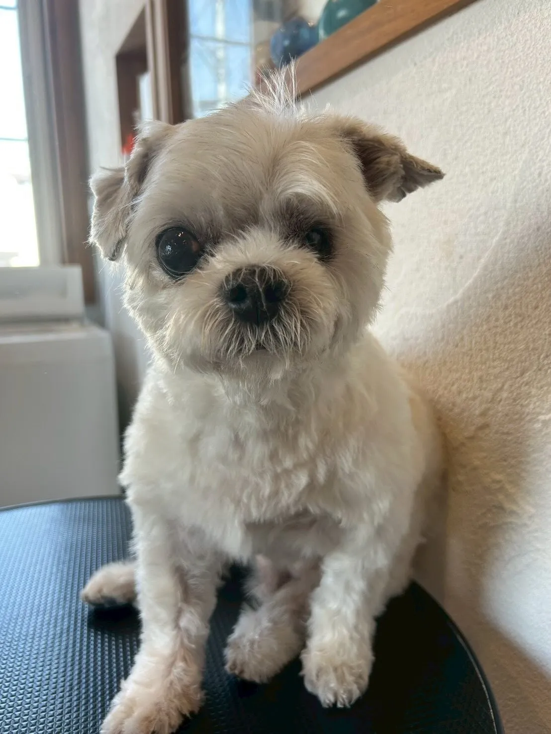 今日もたくさんのわんちゃんが遊びに来てくれました🐾✨ 