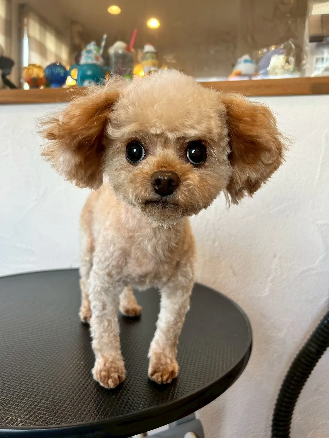 今日もとっても楽しい一日でした🐾✨