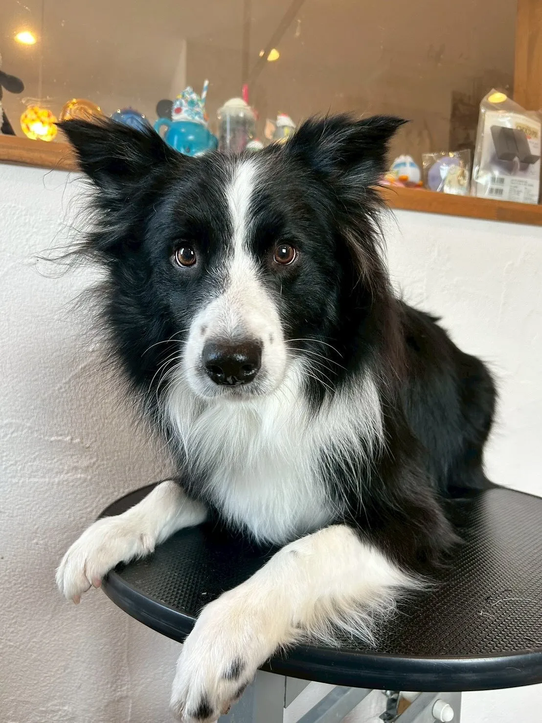 ✨🐾こんにちは、ワンちゃん好きの皆さん🐶💕