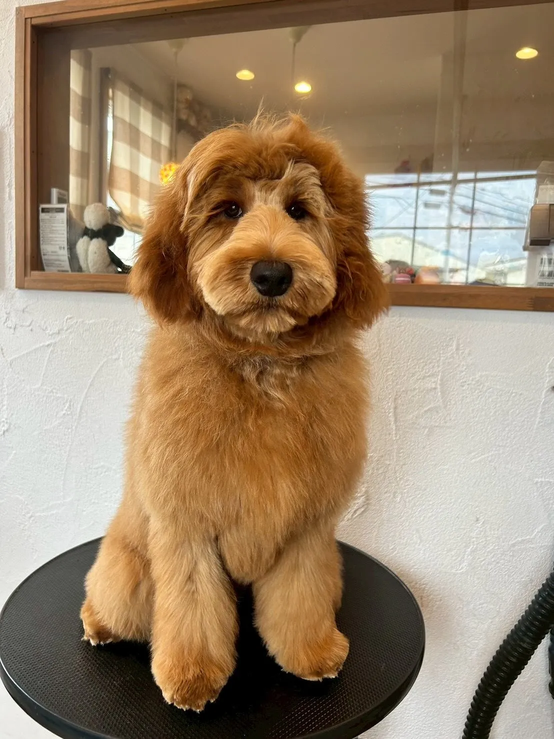 ✨🐾こんにちは、ワンちゃん好きの皆さん🐶💕