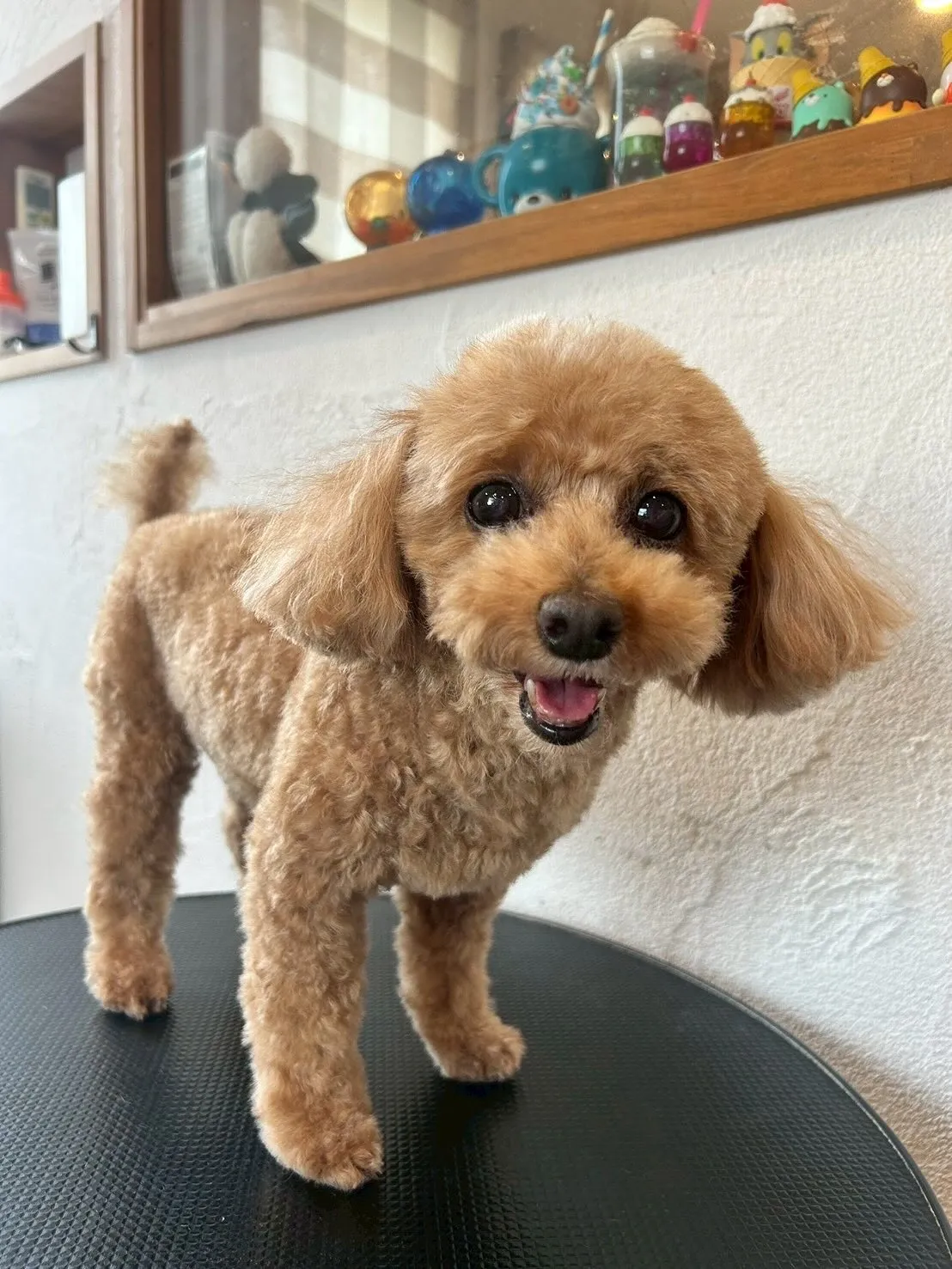 ✨🐾こんにちは、ワンちゃん好きの皆さん🐶💕