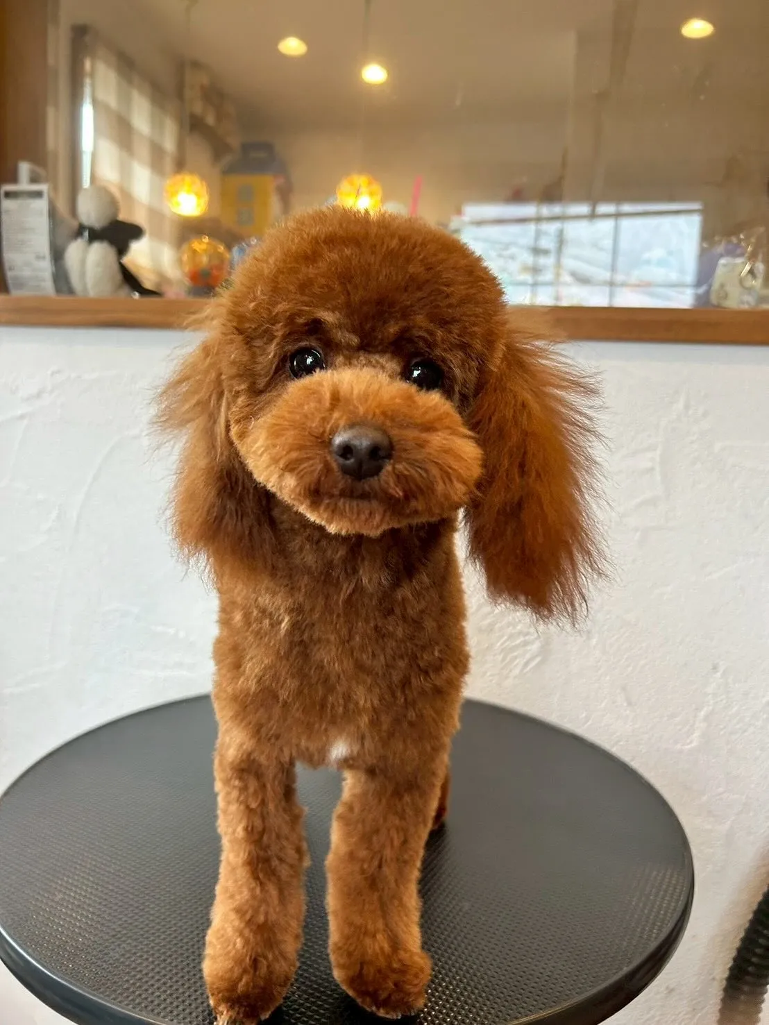 最初に遊びに来てくれたのは、プードルのおもちちゃん!