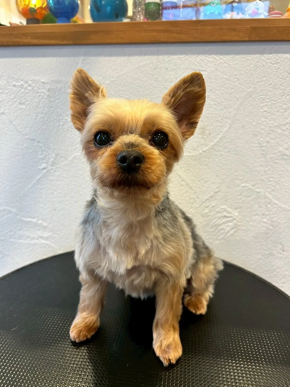 最初に遊びに来てくれたのは、プードルのおもちちゃん!